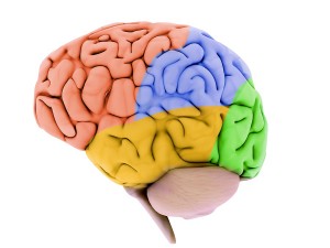 Colorful brain